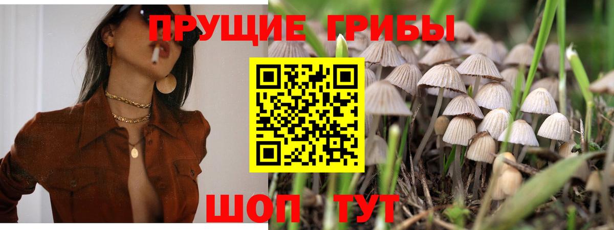 Карабулак  даркнет сайт  Вход с VPN  Псилоцибиновые грибы Magic Shrooms 